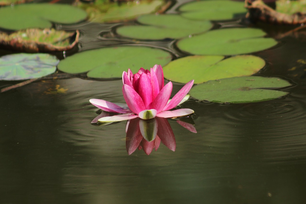 Conseils et inspirations pour retrouver énergie water lily, pond, zen, zen, zen, zen, zen, zen