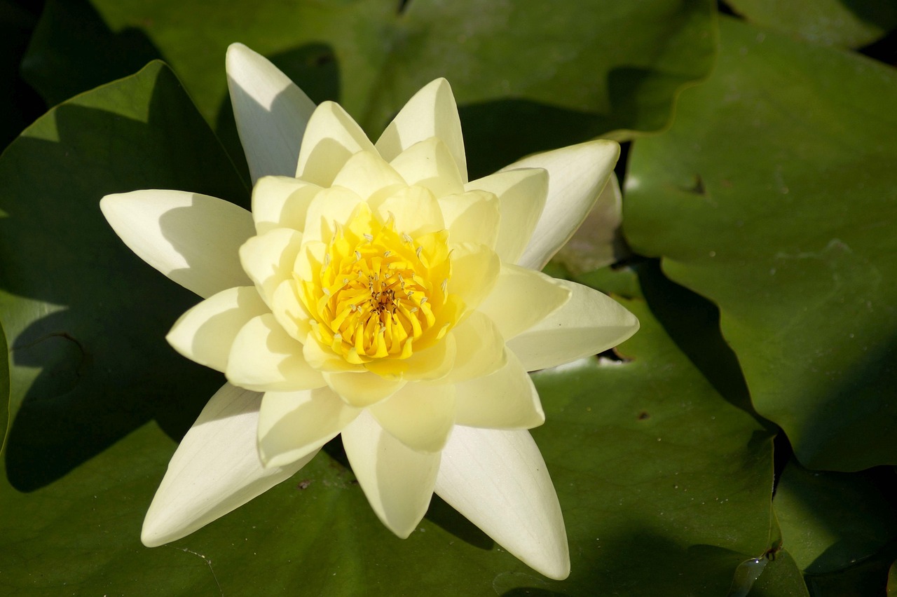 water lily, lily, white, flower, nymphaeaceae, plant, beautiful wallpaper, lotus, lotus flower, aquatic plant, desktop backgrounds, pond, beautiful flowers, blossom, flower wallpaper, hd wallpaper, bloom, free background, botany, water, wallpaper hd, flora, nature, full hd wallpaper, nymphaea alba, free wallpaper, flower background, white water lily, mac wallpaper, laptop wallpaper, nenuphar, bloom, cool backgrounds, floral background, sasan gir, zen, nuphar lutea, windows wallpaper, lake rosengewächs, wallpaper 4k, 4k wallpaper 1920x1080, 4k wallpaper, background
