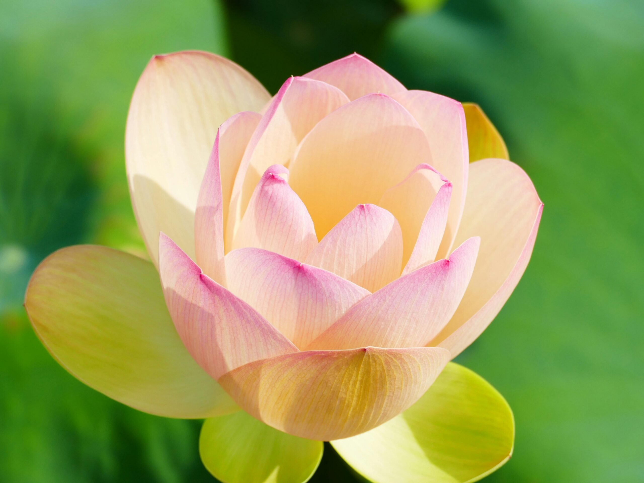 A stunning lotus flower in full bloom in Vietnam, showcasing nature's delicate beauty.