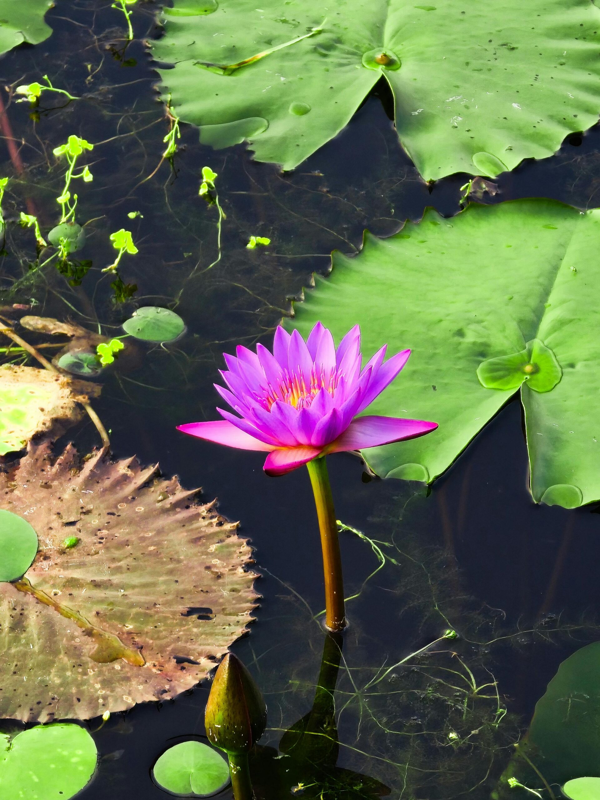 Captivating image of a vibrant purple water lily in a serene pond, showcasing natural beauty.
