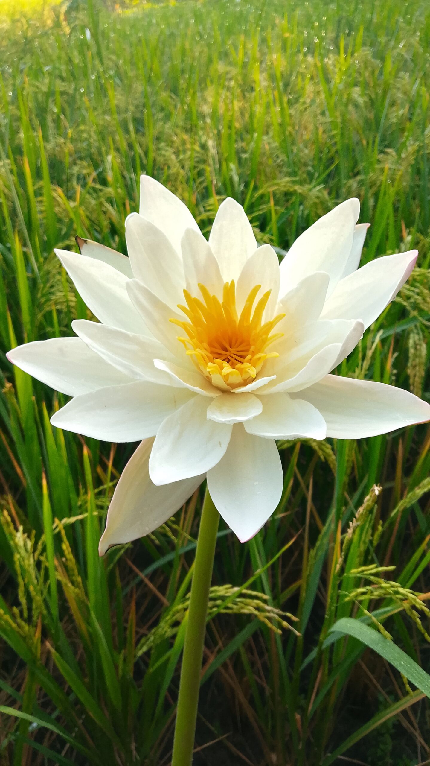 Beautiful white lotus flower blooming in a lush rice field in Khulna, Bangladesh.